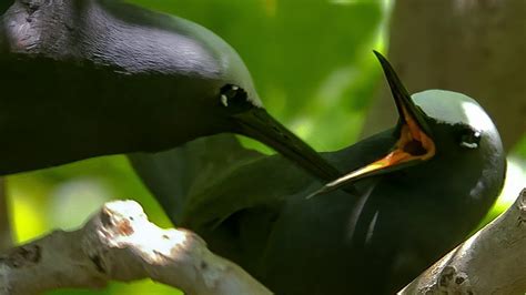 The Magic of Love: Understanding the Intricate Courtship of Rival Birds